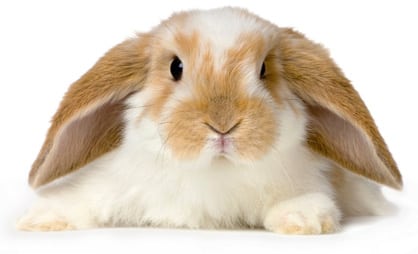A rabbit!