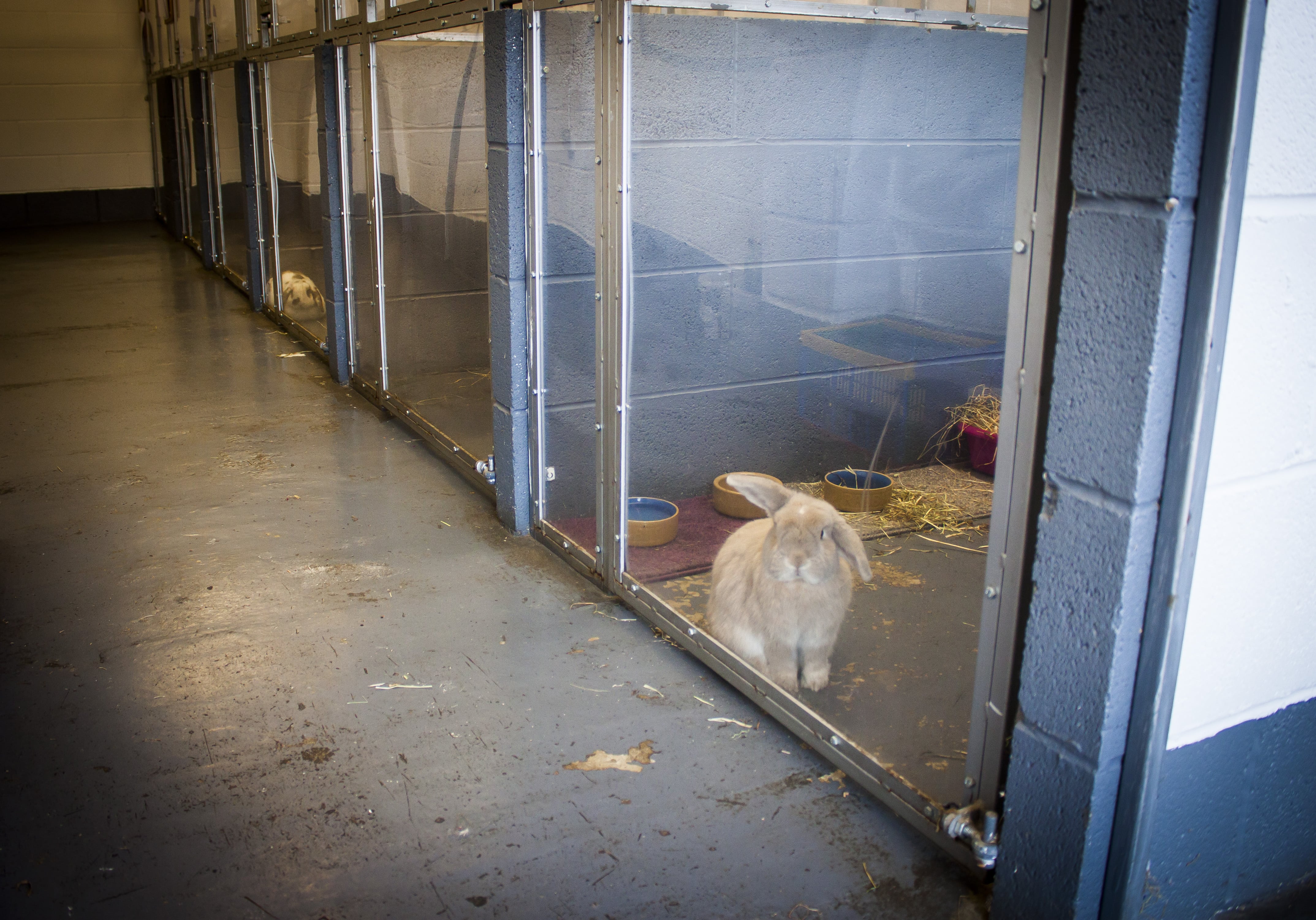 Bunny Boarding Society for Abandoned Animals