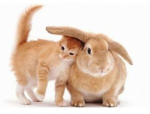 about-bunny-and-kitty