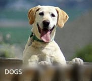 adopt-a-dog