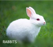 adopt-a-rabbit