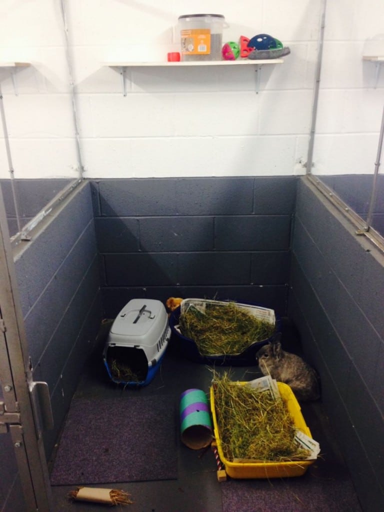 Bunny Boarding Society for Abandoned Animals