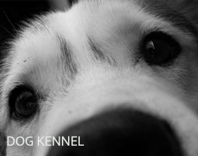 dog-kennel