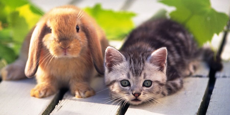 bunny cat microchip