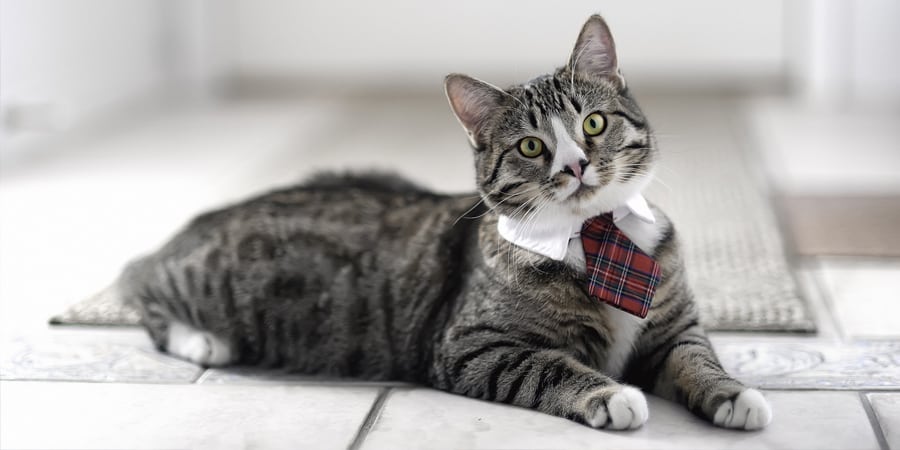 fundraising manager cat