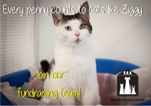 Everypennycounts ziggy