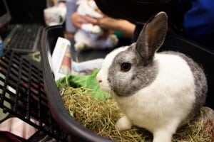 Rabbit Care Day 2015 - 71