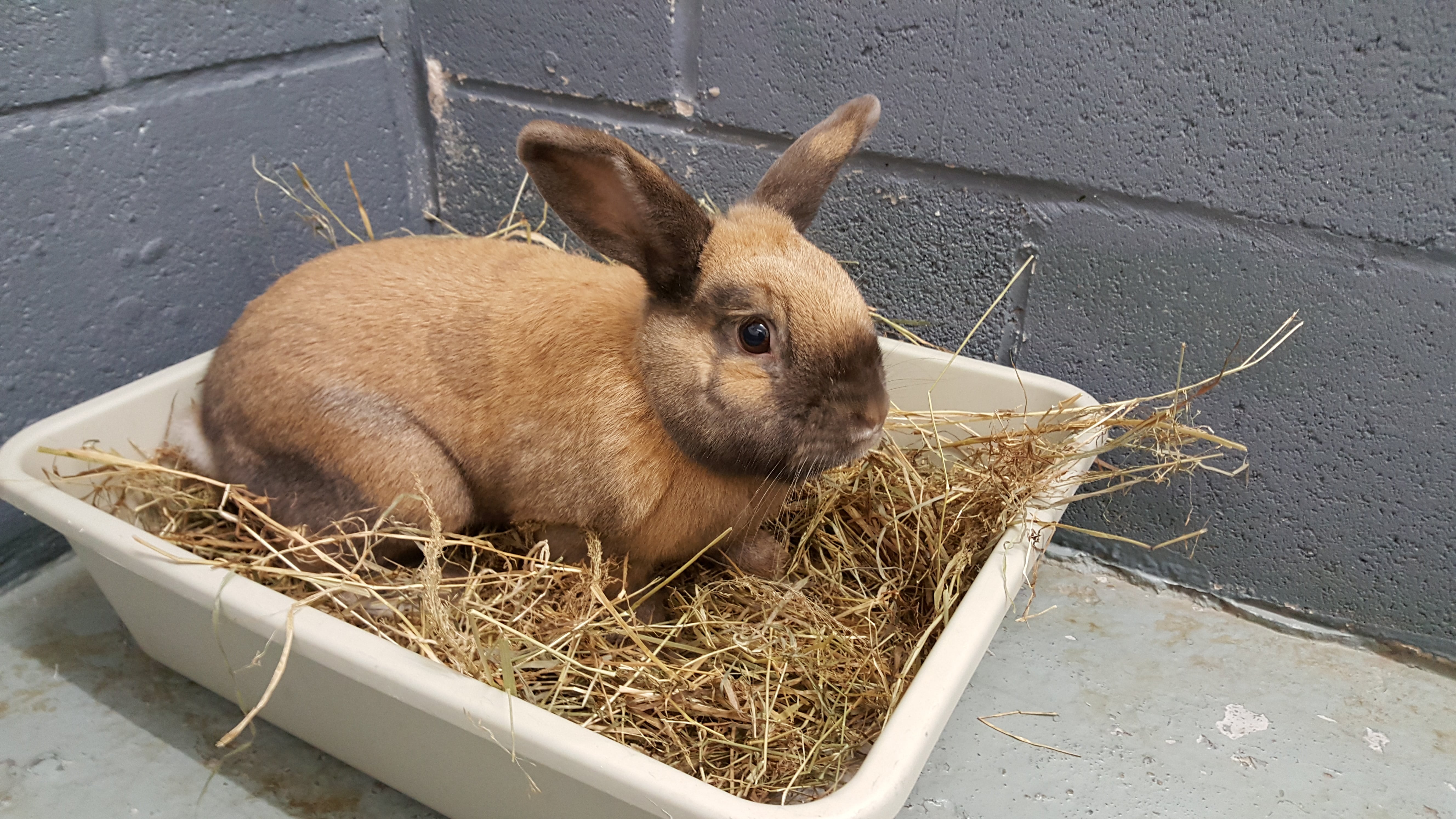 20170405 104113 Society For Abandoned Animals 20170405-104113-society-for-abandoned-animals