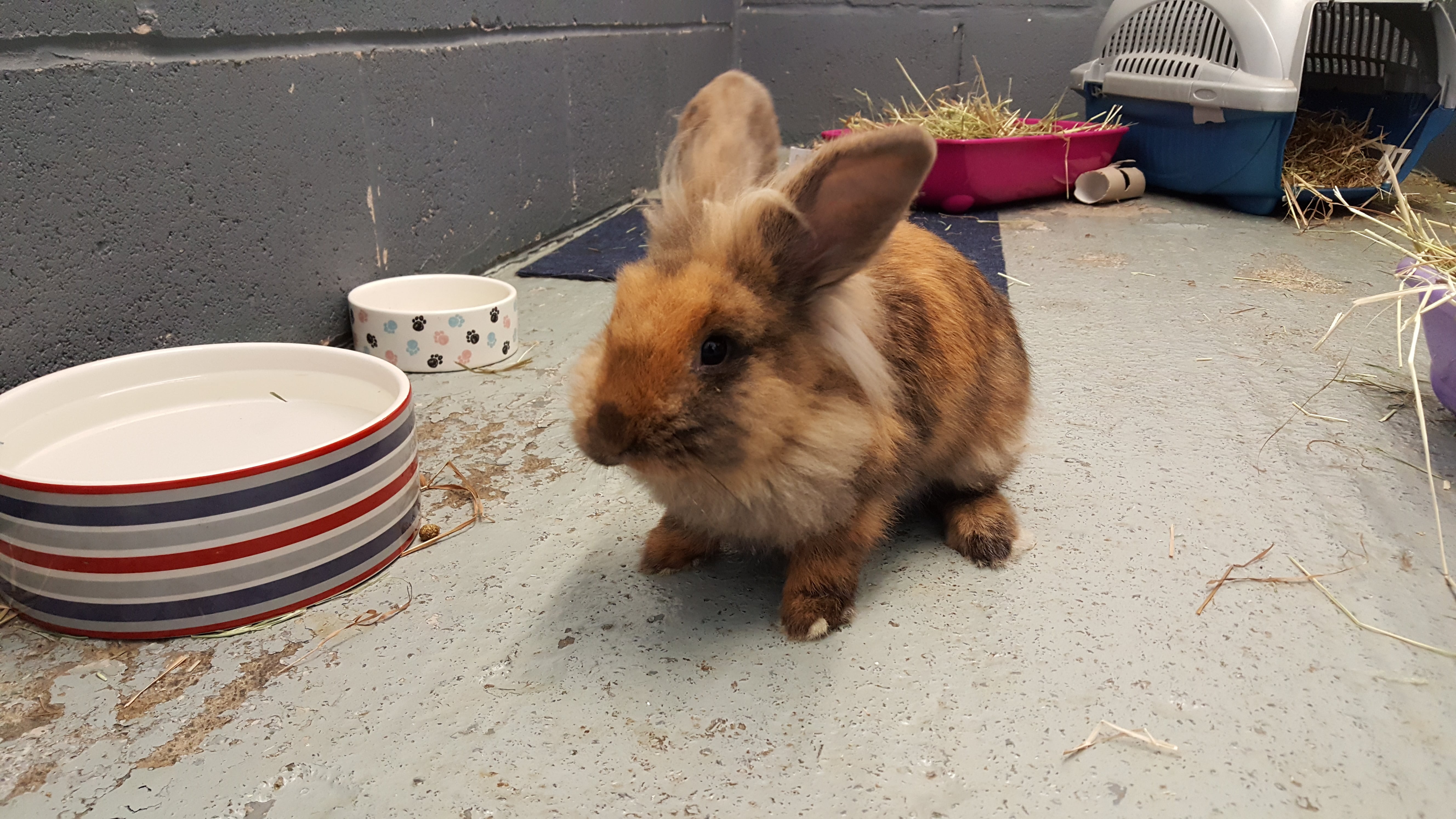 20180823_173049 – Society for Abandoned Animals