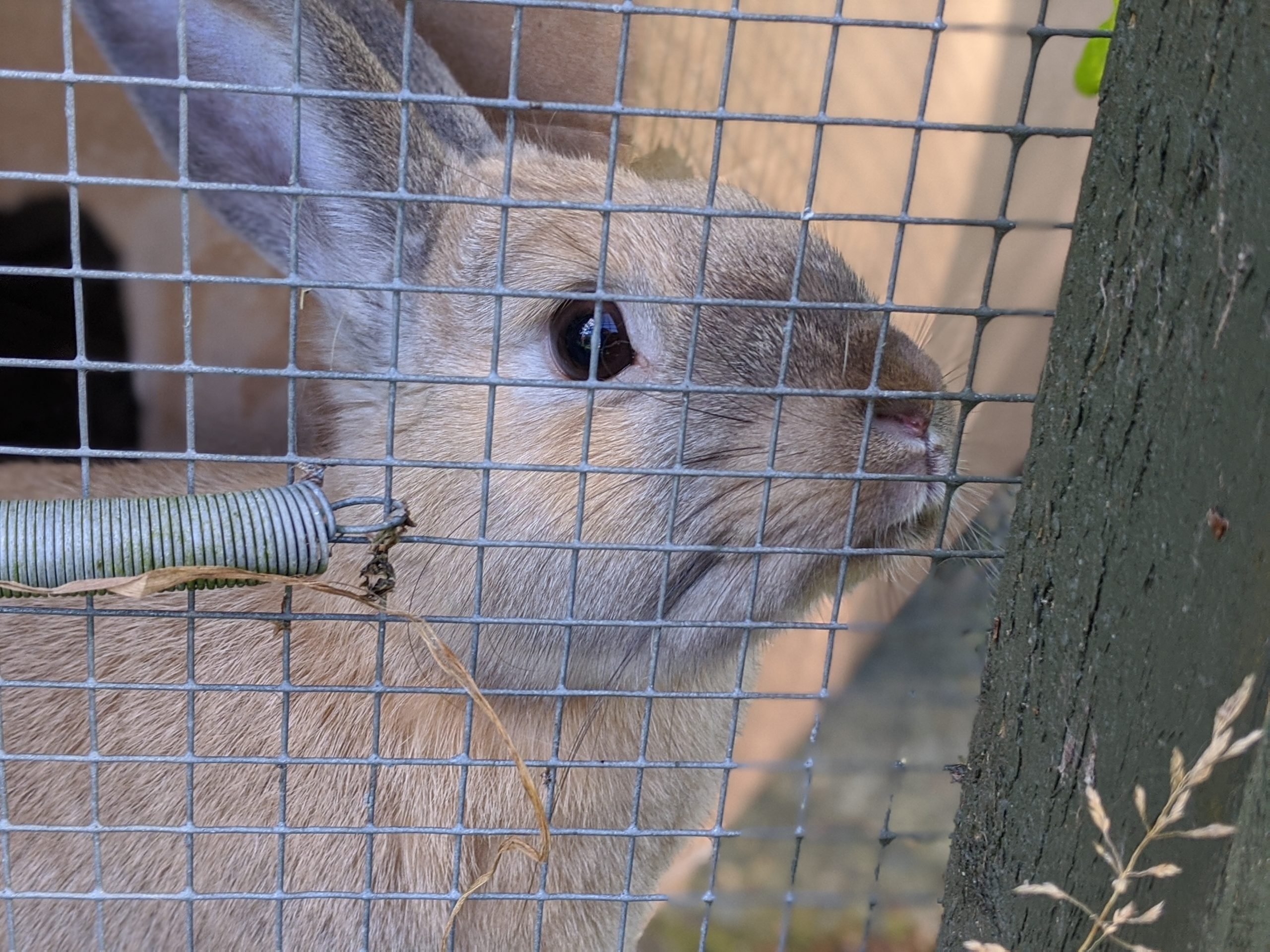 Featured Rabbit for Adoption