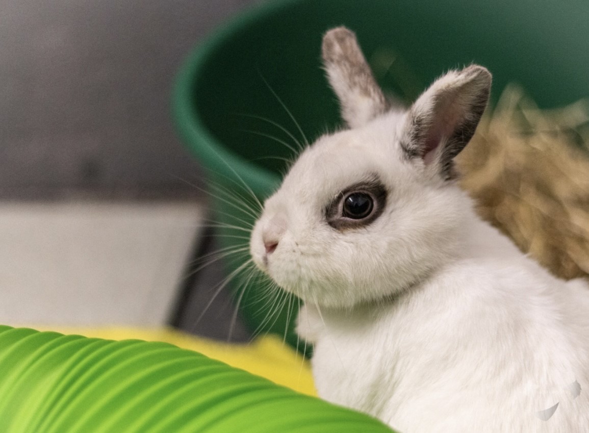 Featured Rabbit for Adoption