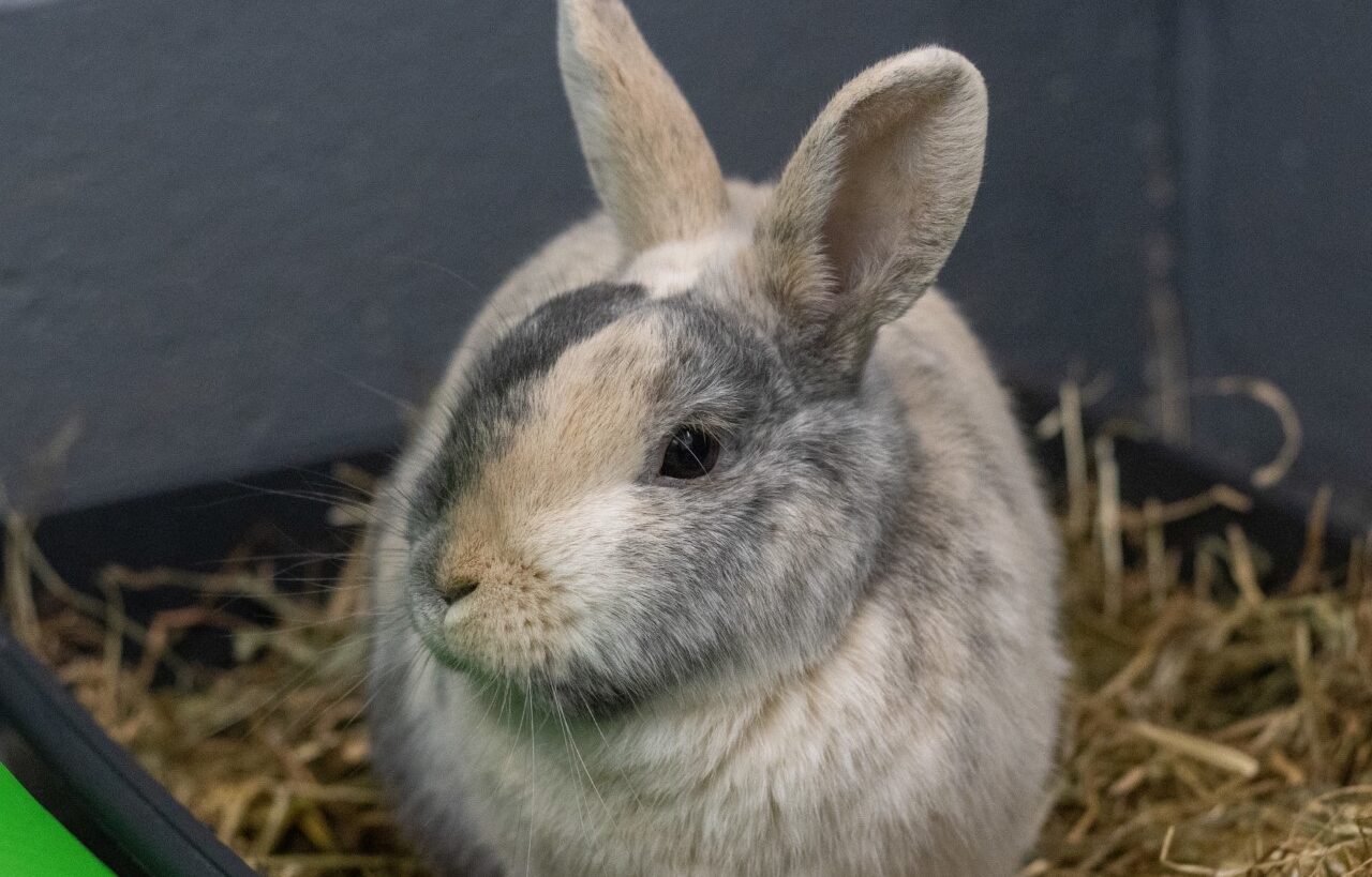 Rabbits – Society for Abandoned Animals