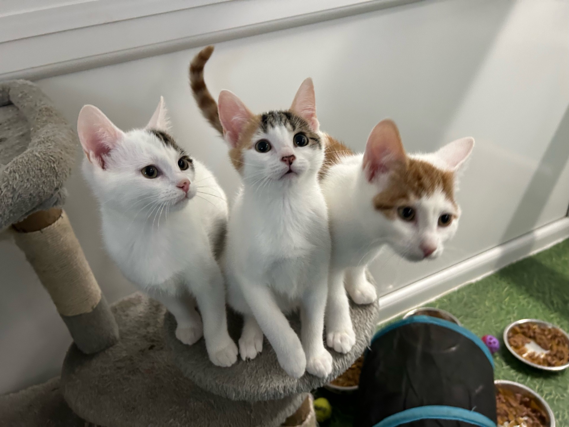 Fanta, Sprite and Tango (aka the triplets!) Society for Abandoned Animals